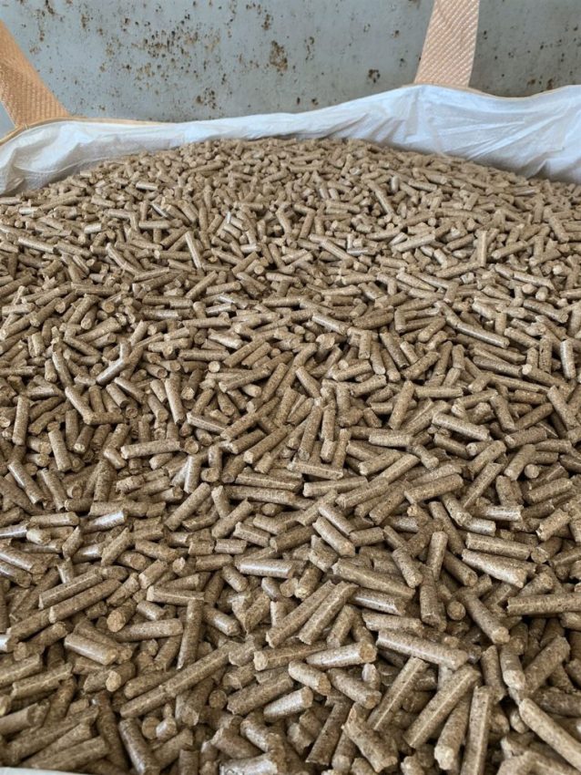 Cùng tìm hiểu về loài Mọt cứng đốt – Đối tượng kiểm dịch thực vật của Việt Nam (Plant Quarantine pests)