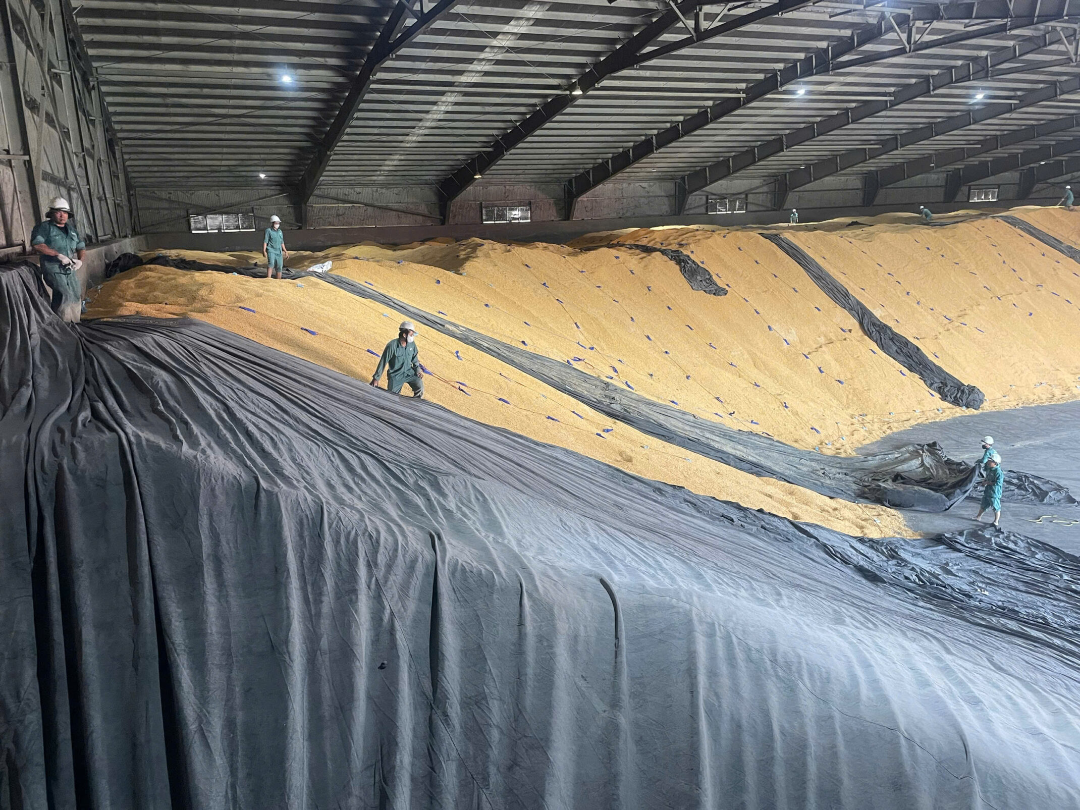fumigation.vn