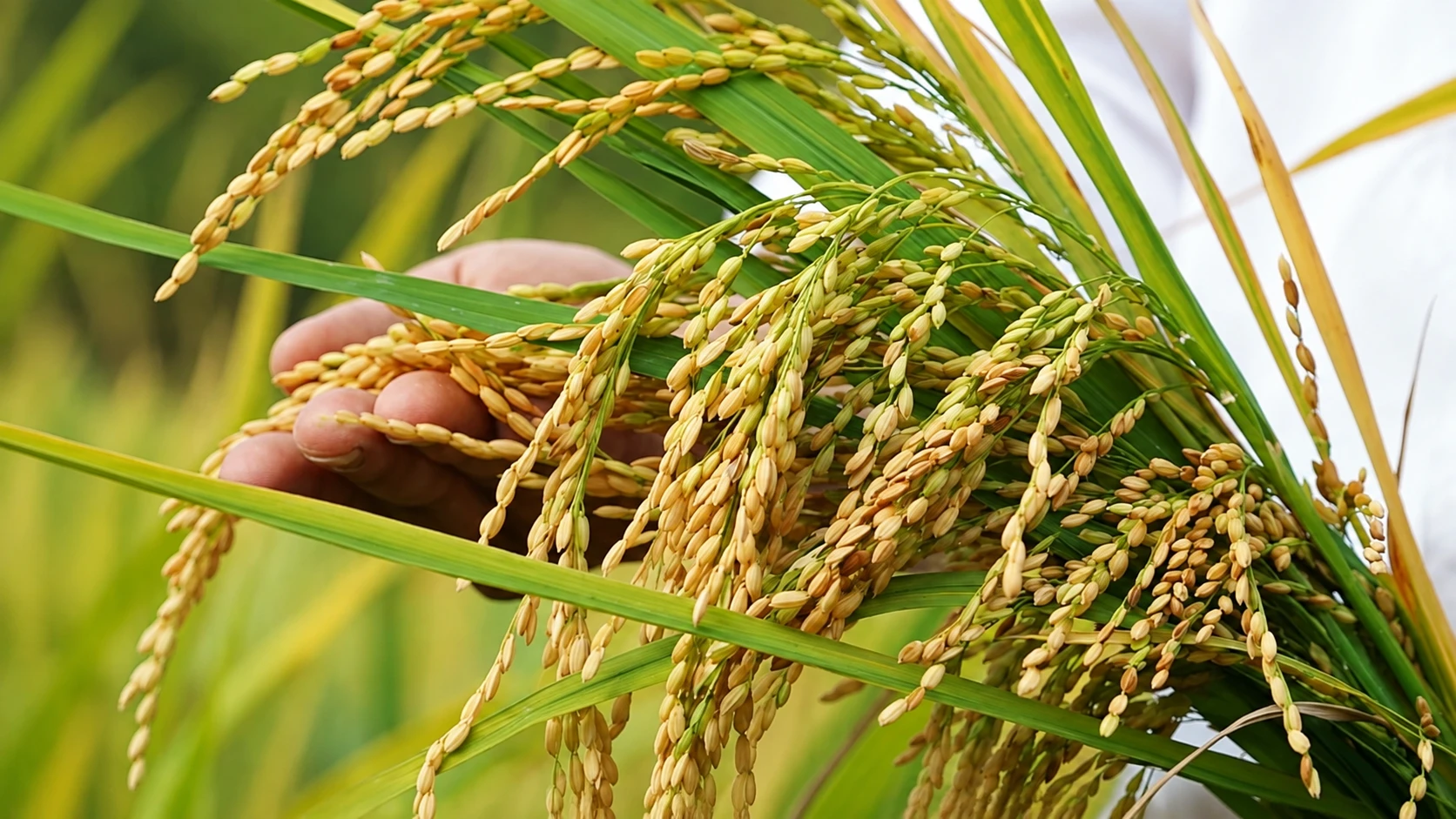 bộ chứng từ xuất khẩu gạo sang Philippines