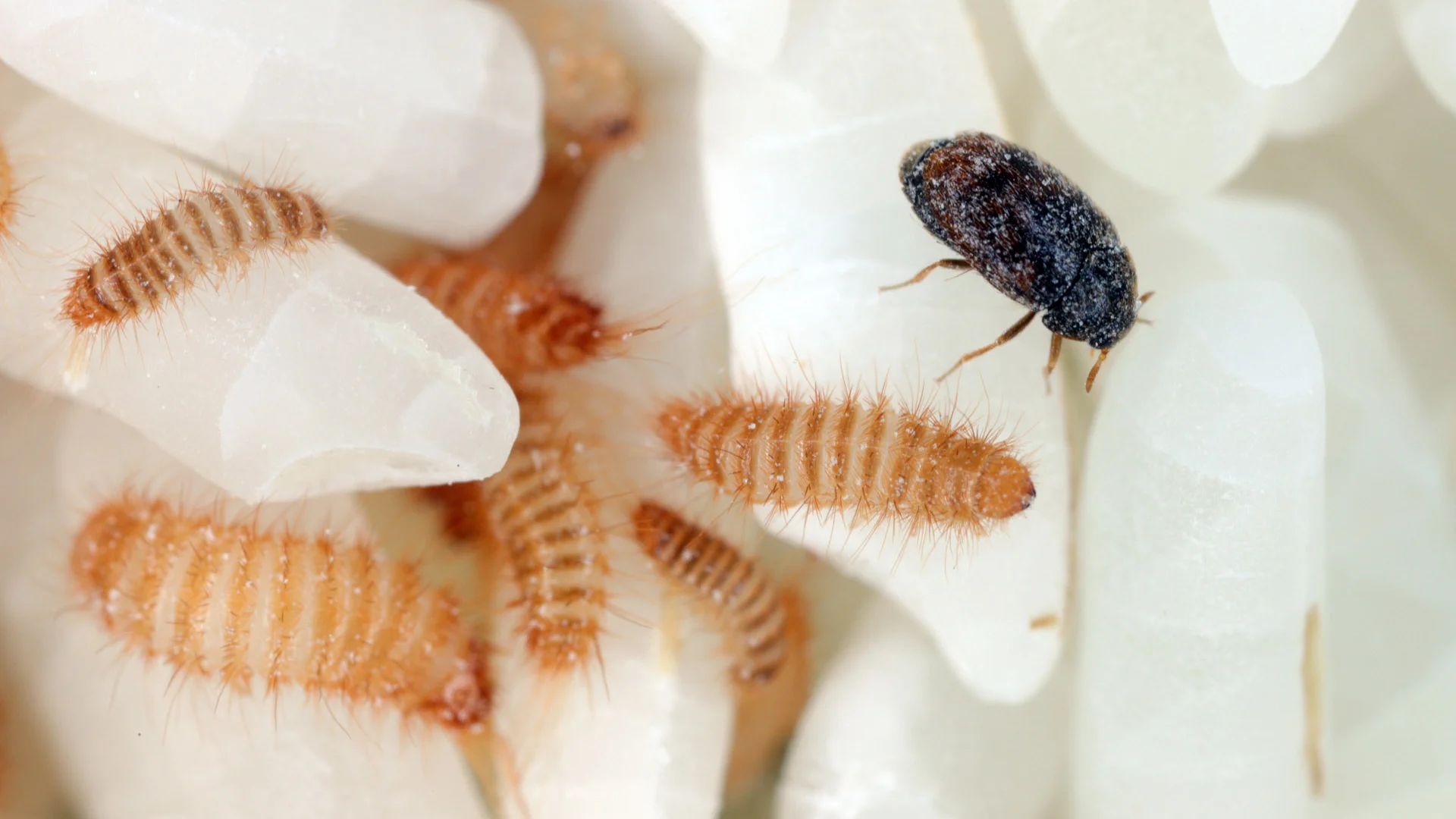 khapra beetle dịch hại ngũ cốc nông sản